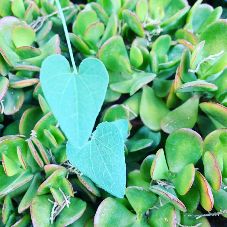 Back to La Tierra Home 22