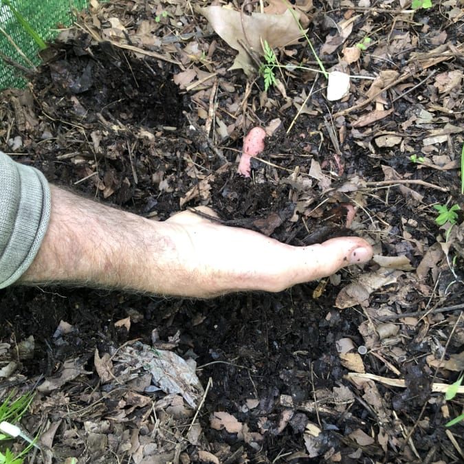 Regeneration Back to La Tierra